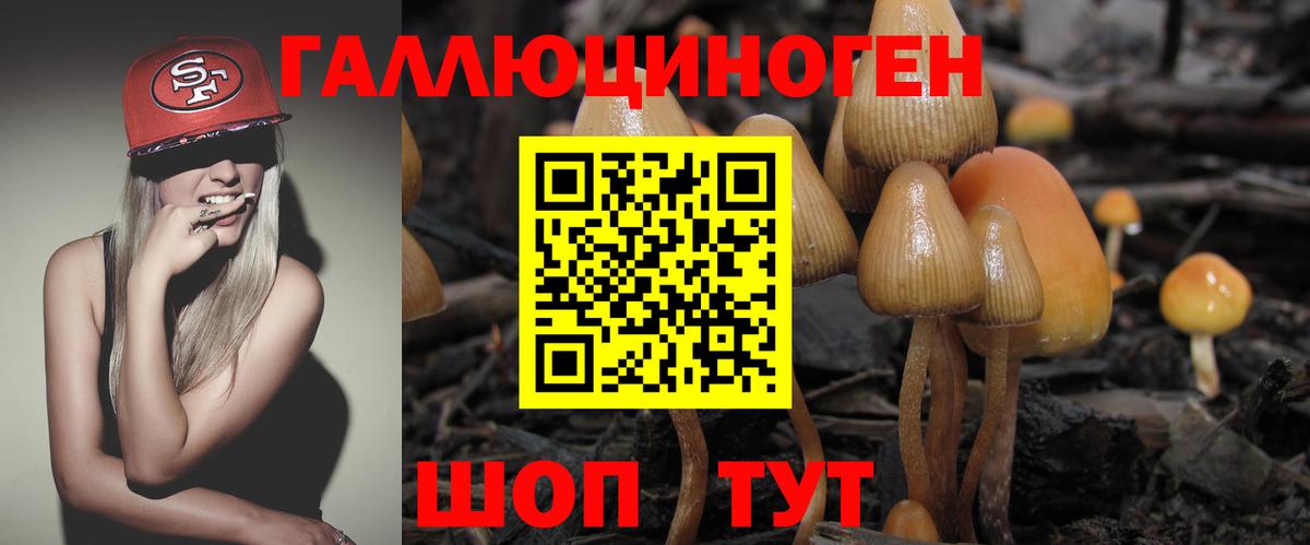 Псилоцибиновые грибы Psilocybine cubensis Конаково